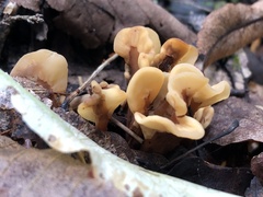 Spathulariopsis velutipes