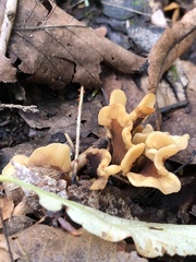 Spathulariopsis velutipes