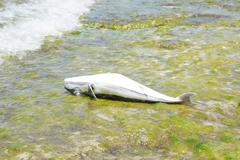 Lagocephalus sceleratus