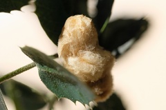 Heteroecus dasydactyli