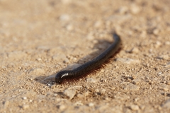 Archispirostreptus syriacus