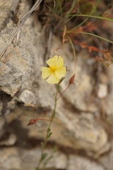 Fumana arabica