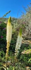 Bulbinella cauda-felis