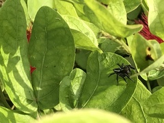 Carrhotus viduus