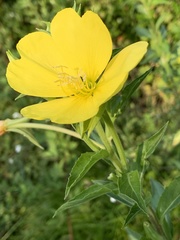 Oenothera chicaginensis