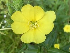 Oenothera chicaginensis