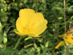 Oenothera chicaginensis