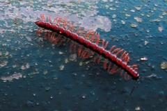 Helicorthomorpha