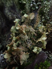 Thysanothecium scutellatum