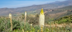 Bulbinella cauda-felis