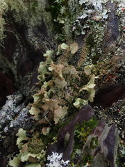 Thysanothecium scutellatum