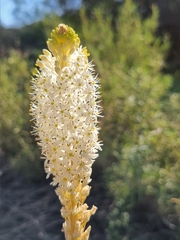 Bulbinella cauda-felis