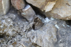 Hipparchia statilinus