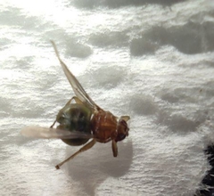 Trypocalliphora