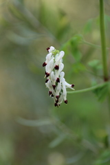 Fumaria capreolata capreolata