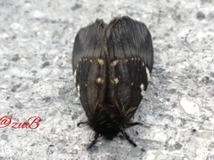 Paradirphia fumosa