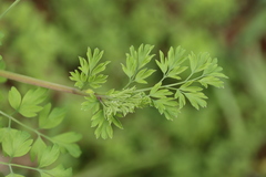 Fumaria capreolata capreolata