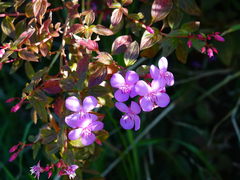 Heterocentron elegans