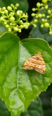Choreutis amethystodes