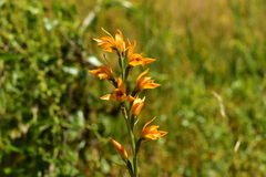 Chloraea chrysantha