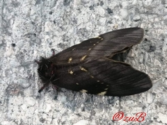 Paradirphia fumosa