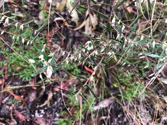 Styphelia biflora