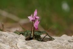Cyclamen persicum
