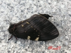 Paradirphia fumosa