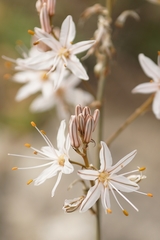 Asphodelus ramosus