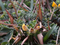 Crotalaria similis