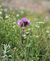 Cirsium edule