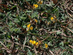 Crotalaria similis