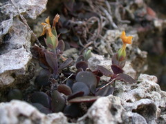 Kalanchoe garambiensis