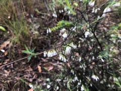 Styphelia biflora