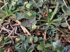 Euphorbia garanbiensis