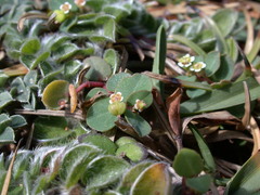 Euphorbia garanbiensis