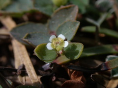 Euphorbia garanbiensis
