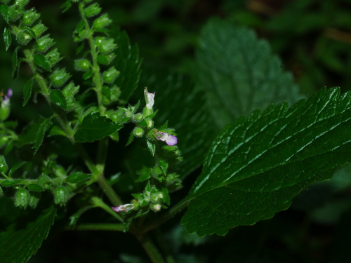 Image of Teucrium viscidum by (c) Jacy Chen, some rights reserved (CC BY)