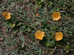 Sida rhombifolia insularis