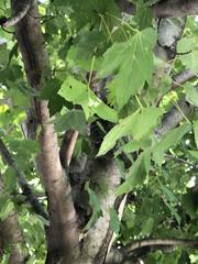 Acer rubrum