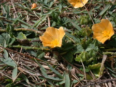 Sida rhombifolia insularis