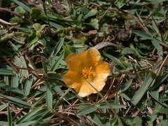 Sida rhombifolia insularis
