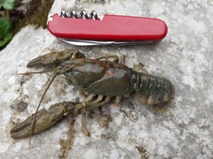 Austropotamobius torrentium