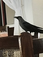 Corvus splendens