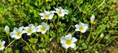 Oxalis dregei