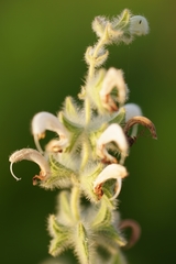 Salvia dominica