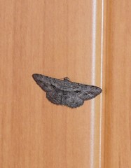 Psilalcis isombra