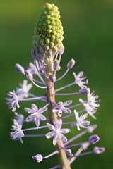 Scilla hyacinthoides