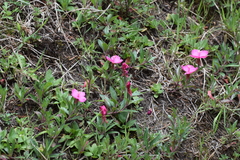 Oenothera deserticola