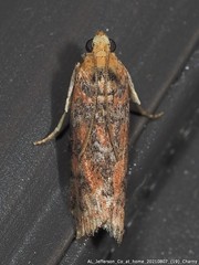 Sciota rubrisparsella